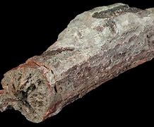 Image result for Oldest Petrified Wood