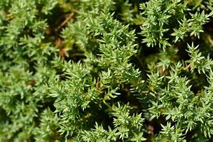 Image result for Juniperus procumbens Nana