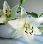 Image result for Exotic Lily Plants