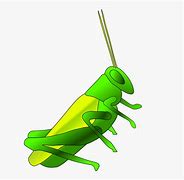 Image result for Cartoon Cricket Insect Head