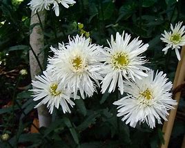 Image result for Leucanthemum Aglaia (Superbum-Group)