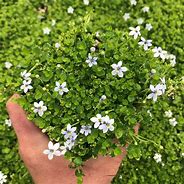 Image result for Isotoma fluviatillis Country Park