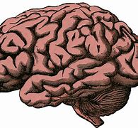 Image result for Brain Growing