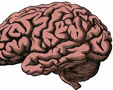 Image result for Brain Age Score Meme