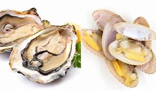 Image result for Clam or Oyster
