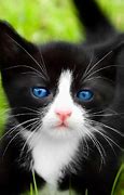Image result for Black White Cat with Blue Eyes