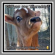 Image result for Thursday Funny Animal Meme