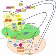 Image result for Yantra and Plant Molecules