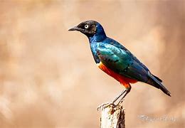 Image result for Small Birds in Longleat African Safari
