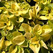 Image result for Origanum vulgare Aureum