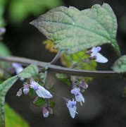 Isodon rubescens 的图像结果