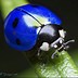 Image result for Blue Ladybug