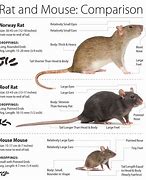 Image result for Rats Compared to Mice