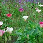 Image result for calochortus