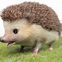 Image result for Soft Hair Hedgehog