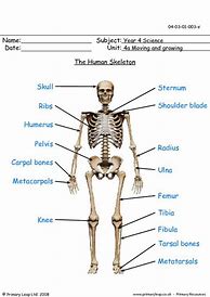 Image result for Skeleton of a Three Year Old