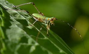 Image result for Baby Katydid