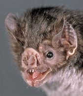 Image result for Common Vampire Bat