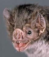 Image result for Realistic Vampire Bat