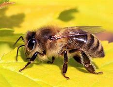 Image result for "honey-bee"