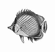 Image result for Fish From Cartoon