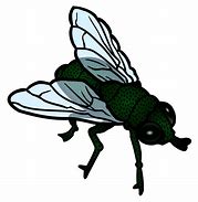 Image result for Black and White Clip Art Fly Colarable