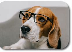 Image result for Lionel and Me Dog Book
