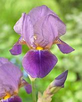 Image result for Iris germanica Tufted Cloud