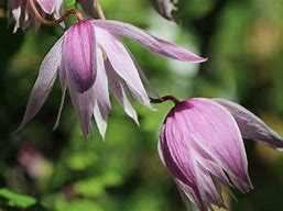 Image result for CLEMATIS PINK FLAMINGO