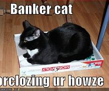 Image result for Banker Cat Meme