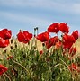 Image result for amapola