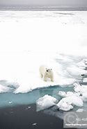 Image result for Polar Bear River Severn