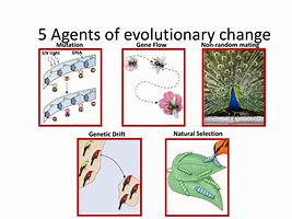Image result for Patterns and Mechanisms of Evolution Graph