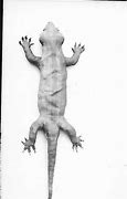 Image result for Biggest Crested Gecko in the World