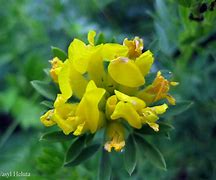 Image result for chamaecytisus_albus