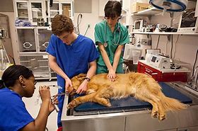 Image result for Canine Recover CPR