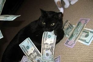 Image result for No Money Cat Meme