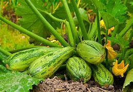 Image result for How to Plant Zucchini Squash