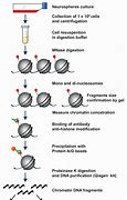 Image result for Chromatin Immunoprecipitation