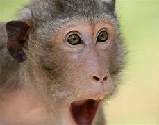 Image result for Amazed Monkey