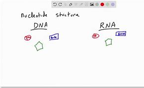 Image result for Nitrogenous Bases in DNA and RNA