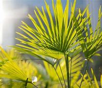 Image result for Really Cold Hardy Palm Trees