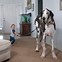 Image result for Tall Great Dane
