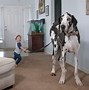 Image result for What Is the Biggest Breed of Dog