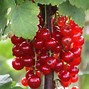 Image result for Ribes rubrum Rosa Sport