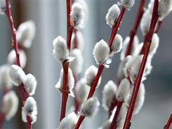Image result for Pussy Willow Branches