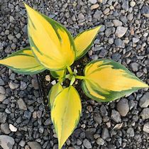 Image result for Hosta Orange Star