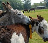 Image result for Donkey Sanctuary