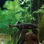 Image result for Smart Water Fish