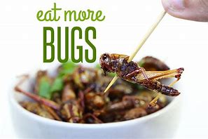 Image result for Bag of Crickets to Eat